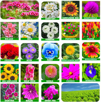 abiswas 25 variety flower seeds combo pack with instruction manual Seed(2000 per packet)