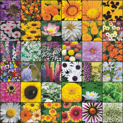 Greenery Hub 35-Flower Seeds Combo for a Colorful and Vibrant Garden Seed(9 per packet)