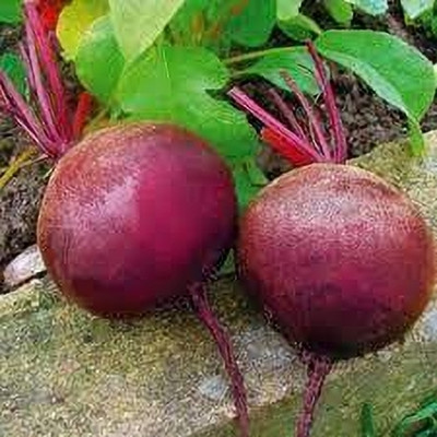 the green dotcom Beetroot Vegetable Seed(49 per packet)
