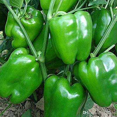 seedito Shimla Mirch, hybrid Capsicum Seeds, Chilli Seed Seed(80 per packet)