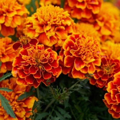 Poches French Marigold (Stinking Roger) Flower Seeds | High Germination Seeds | Seed(150 per packet)