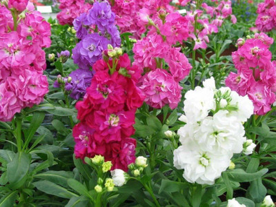 Aywal Deep Rose Ten Week Dwarf Stocks (Matthiola Icana) Seed(70 per packet)