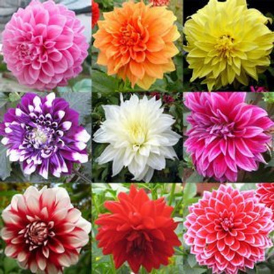 Epazo Dahlia Double Figaro Mix Seed(10 per packet)