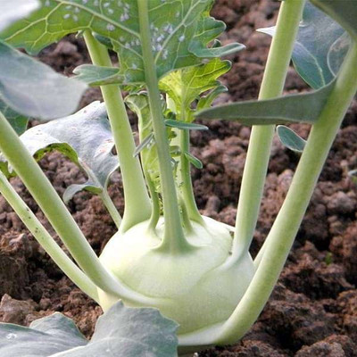KNESSiN Knol Khol White - Desi Vegetable Seeds (50 Seeds) Seed(50 per packet)