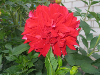 Oliver balsam flower seeds Seed(20 per packet)