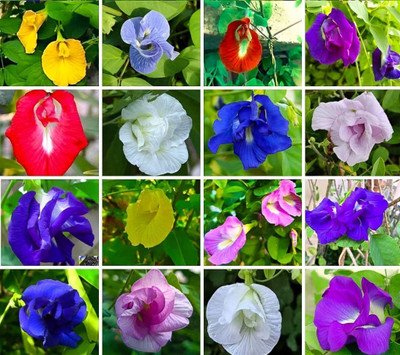 abiswas All Colour Aparajita Seed(18 per packet)