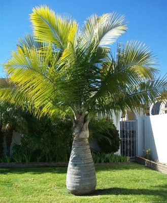 BDSresolve Indoor Butterfly Palm seeds/palm seed 12 Seed(12 per packet)