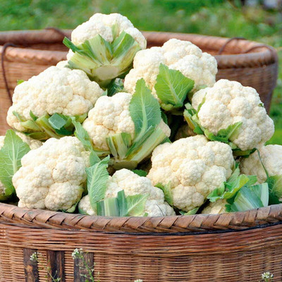 Cloud Farm cauliflower seeds for gerden/cauliflower seeds 20 Seed(20 per packet)