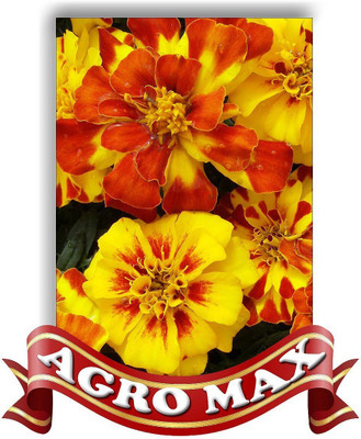 the green dotcom MARIGOLD FRENCH DWARF MIX [JAFRI] Seed(50 per packet)