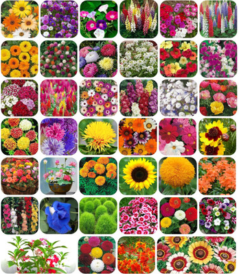 SUAA Combo of 40 Variety Flower Seeds Combo pack Seed(2825 per packet)