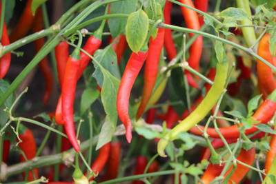 AFARTIOBINA 135 Pc Chilli Seeds Seed(135 per packet)