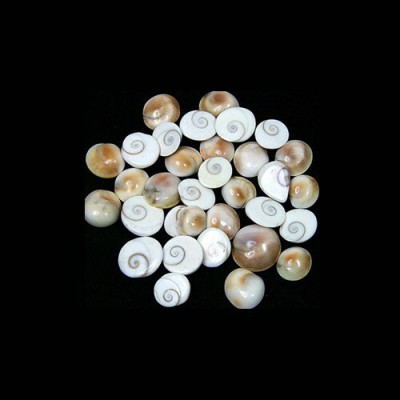 Multiline Company Energized 5 pcs Small Gomti Chakra Decorative Showpiece  -  0.5 cm(Stone, White)