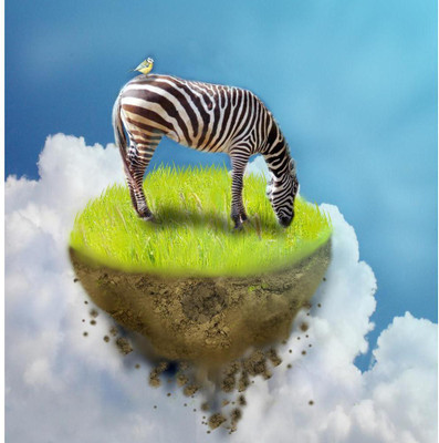Pitaara Box 76.2 cm Grassing Zebra Unframed Glossy PVC Vinyl Wall Sticker Decal Self Adhesive Sticker(Pack of 1)