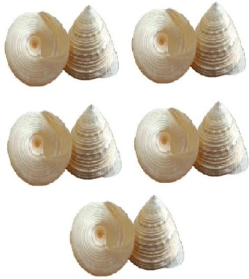 Firmus Sea Pearl Shankhu for Lakshmi Pooja/Moti Sankh (2.5 cm) Pack of 5 Decorative Showpiece  -  15 cm(Ceramic, Silver)