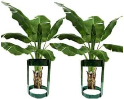 IAE Heavy Banana Stand for Pooja Banana Tree Stem Stand for Varalakshmi Pooja Decorative Showpiece  -  20 cm(Iron, Green)