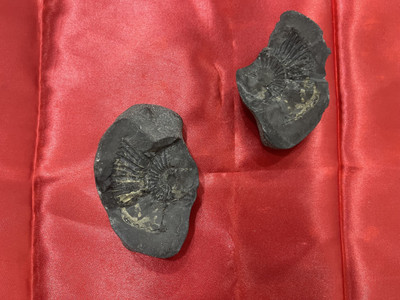 Guruveda Rare and orignal Shaligram stone Decorative Showpiece  -  5 cm(Stone, Black)