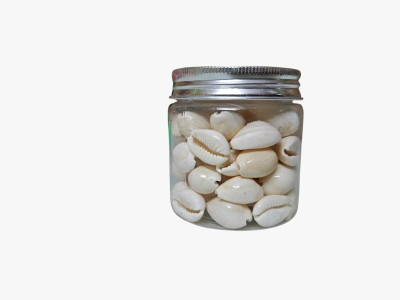 roli chawal Suninow Natural White Kawdi/Kaudi/Kowdi/Cowrie/Koudi Decorative Showpiece  -  4 cm(Shell, White)