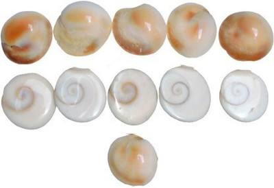Senroar Seashell Gomati Chakra for Lakshmi Pooja,Astrological Shankh (Pack of 11) Decorative Showpiece  -  1 cm(Stone, White)