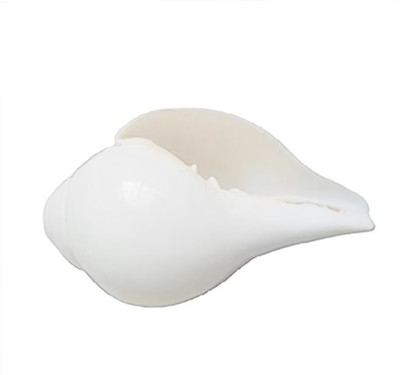 R G MART Natural White Dakshinavarti Shankh Decorative Showpiece  -  14 cm(Shell, White)