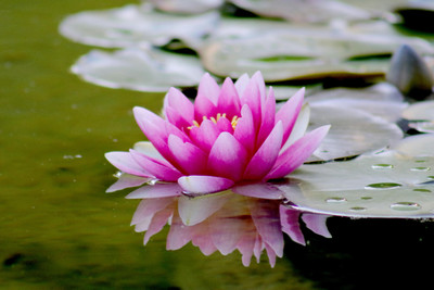 ibains Lotus flower seeds Seed(34 per packet)