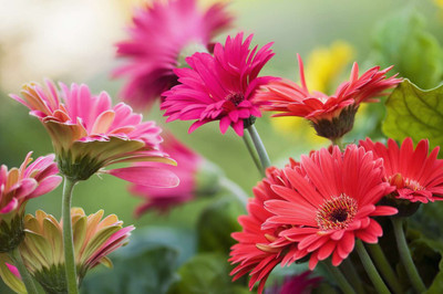 ibains Gerbera flower seeds hybrid Seed(17 per packet)