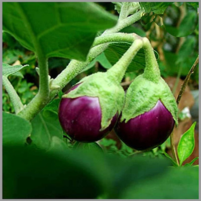CYBEXIS VXI-53 - Brinjal Purple Round (Egg Plant) - (1350 Seeds) Seed(1350 per packet)