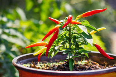 JAYANTAHALDER chilli, mirchi, lanka, surajmukhi chilli Seed(100 per packet)