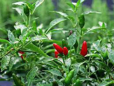 PB HONEY PRIYA PLaNTS Mirch/Chilli Plant(Hybrid, Pack of 1)