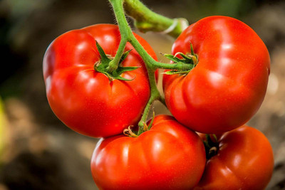 Flipkart SmartBuy Tomato Red Seed(50 per packet)