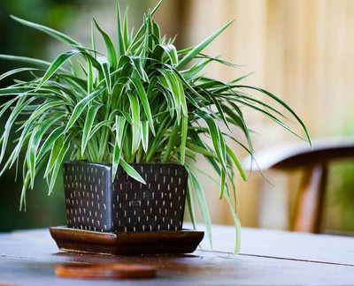 ALOCHUZ Spider Plant(Hybrid, Pack of 1)