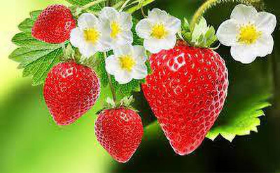 XOLDAA XOLDAA F1quality hybrid strawberry seeds Seed(35 per packet)
