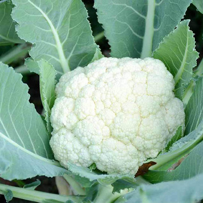 SeeGreen Phool Gobi, Cauliflower _106 Seed(100 per packet)