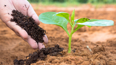 KANDY SHOP JPRVK07 Soil(1 kg, Powder)