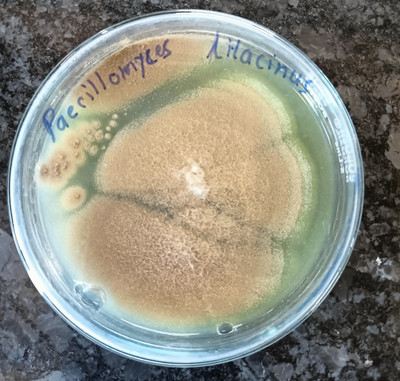 HEDO Nemato (Paecilomyces Lilacinus 2x10^8 CFU/g) Bio Organic for Seeds & Garden. Potting Mixture(1 L, Liquid)