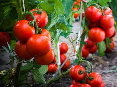 XOLDAA hybrid f1 quality tomato seeds Seed(30 per packet)