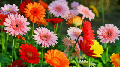 ibains Gerbera flower seeds Seed(54 per packet)