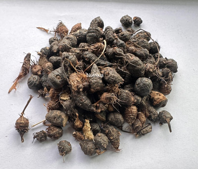 Nutrixia Nagarmotha / नागरमोथा / Sedge Root / Cyperus rotundus(50 g)