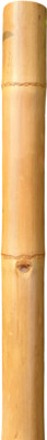 Das Departmental Store 5.5 Ft | Exercise | Walking | Fire Fighting | Solid Bamboo Gymnastic Stick - 66 inch(Gold)