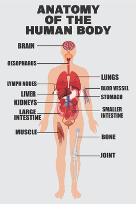 Ordershock 18 inch Wall Poster For Home, School, Office & Other Places Wall Poster 12x18 Inch Self Adhesive Sticker(Pack of 1)