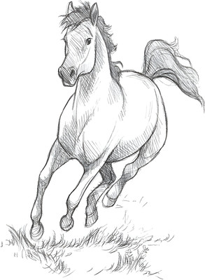 Dumdic 30 cm Pencil Drawn Horse Running A4 Strong Self-Adhesive Sticker Self Adhesive Sticker(Pack of 1)