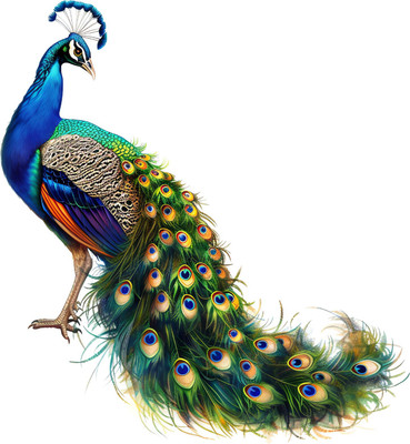 CreativeEdge 61 cm Decorative Bbeautiful Peacock Wall Sticker Self Adhesive Sticker(Pack of 1)