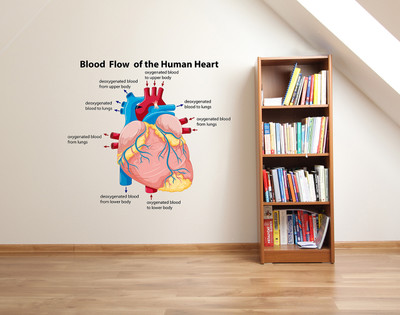 Flipkart SmartBuy 60 cm Human Heart|Science|Learning|Education Self Adhesive Sticker(Pack of 1)