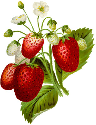 Shree Anant 53 cm Cherry Fruit Wall Stickers Self Adhesive Sticker(Pack of 1)