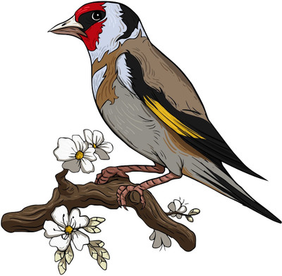 MIIKOR 50 cm Myna Bird | Non-Reusable Stickers Self Adhesive Sticker(Pack of 1)