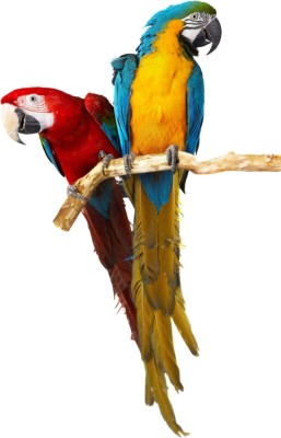 Vijaya enterprises 35 cm Two Parrot Wall Sticker|Colorful birds pair of Macaw|For Home Size (35x50 cm ) Self Adhesive Sticker(Pack of 1)