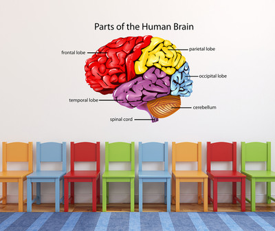 MIIKOR 80 cm Parts of Human Brain | Non-Reusable Stickers Self Adhesive Sticker(Pack of 1)