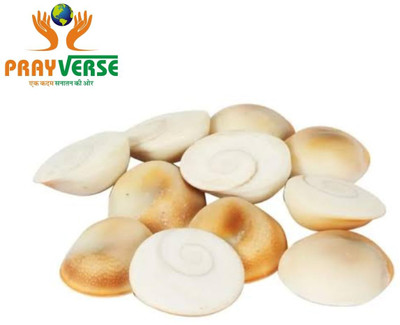 Prayverse Gomati Chakra Original/Gomti Chakra Stone/Gomathi Chakkaram for Lakshmi Regular Round Rock Stone(Multicolor 11 Pieces)