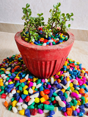 Glowvella ST-1-KGM Painted, Polished Asymmetrical Marble Pebbles deal from flipkart Glowvella ST-1-KGM Painted, Polished Asymmetrical Marble Pebbles deal from flipkart
