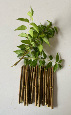 CJ ATTIRE Neem Fresh Chew Sticks (Twigs) Datun For Healthy & Strong Teeth toothbrush Soft Toothbrush(Pack of 2)