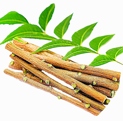 eco enterprise Neem Datun Toothbrush Medium Toothbrush(Pack of 10)